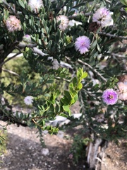 Melaleuca nesophila