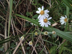 Aster ageratoides