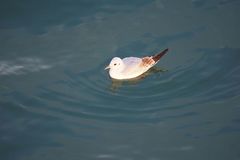 Chroicocephalus ridibundus