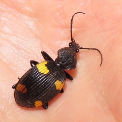 Craspedophorus