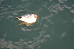 Chroicocephalus ridibundus