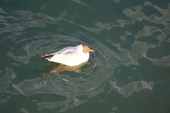 Chroicocephalus ridibundus