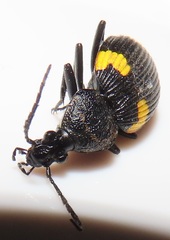 Craspedophorus
