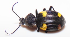 Craspedophorus
