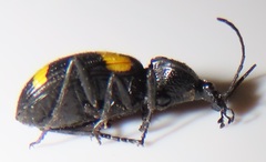 Craspedophorus