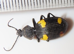 Craspedophorus