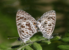 Asian Zebra Blue - Photo (c) Milind Bhakare, some rights reserved (CC BY-SA)