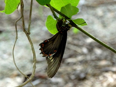 Battus polydamas polydamas