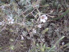 Geranium ornithopodon