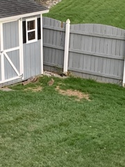 Sylvilagus floridanus