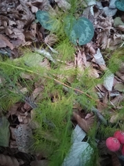 Asparagus tenuifolius