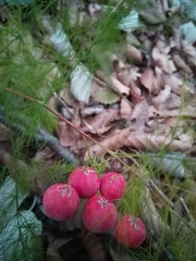 Asparagus tenuifolius