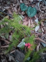 Asparagus tenuifolius