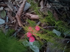 Asparagus tenuifolius