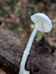 Basidiomycota