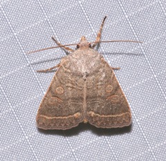 Homorthodes rectiflava