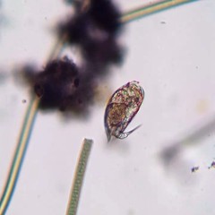 Colurella adriatica