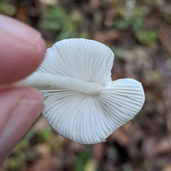 Basidiomycota