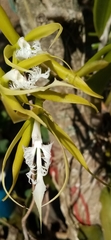 Epidendrum ciliare