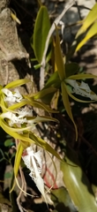 Epidendrum ciliare
