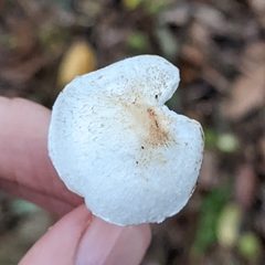 Basidiomycota