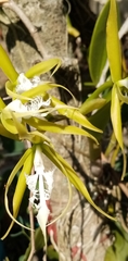 Epidendrum ciliare
