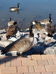 Branta canadensis
