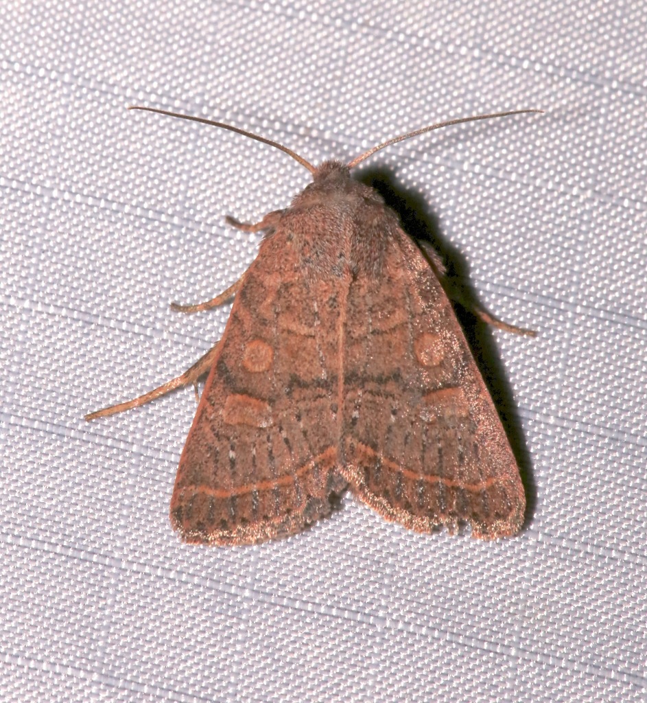 Homorthodes rectiflava