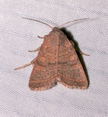 Homorthodes rectiflava