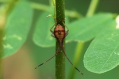 Homoeocerus graminis