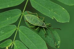 Homoeocerus graminis