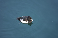 Aythya fuligula