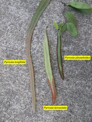 Pyrrosia longifolia