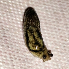 Prophysaon vanattae