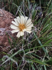 Lactuca indica
