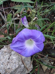 Ipomoea nil