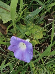 Ipomoea nil