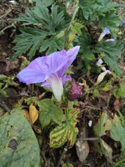 Ipomoea nil