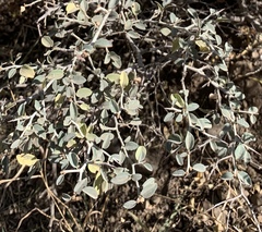 Ceanothus cordulatus