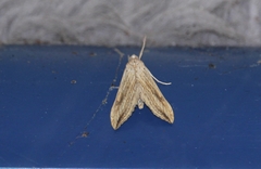 Evergestis forficalis