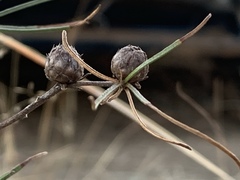 Geigeria burkei