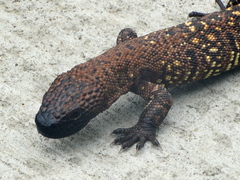 Heloderma horridum
