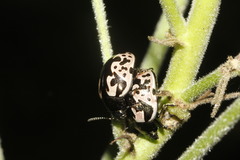 Calligrapha ancoralis