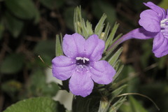 Ruellia occidentalis