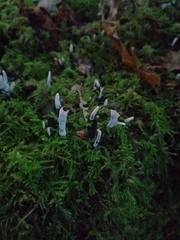 Xylaria hypoxylon