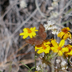 Calephelis arizonensis