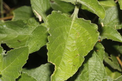 Ruellia occidentalis