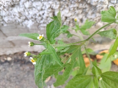 Galinsoga quadriradiata