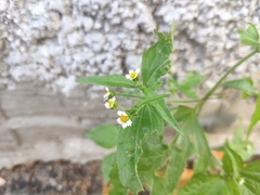 Galinsoga quadriradiata