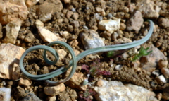 Calochortus kennedyi